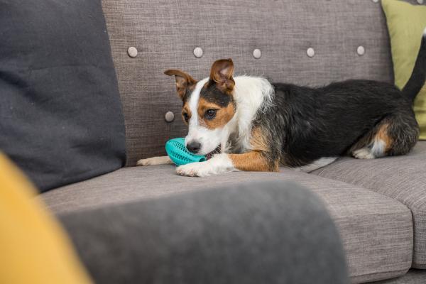 Trixie Denta Fun Rugbyball Hundespielzeug